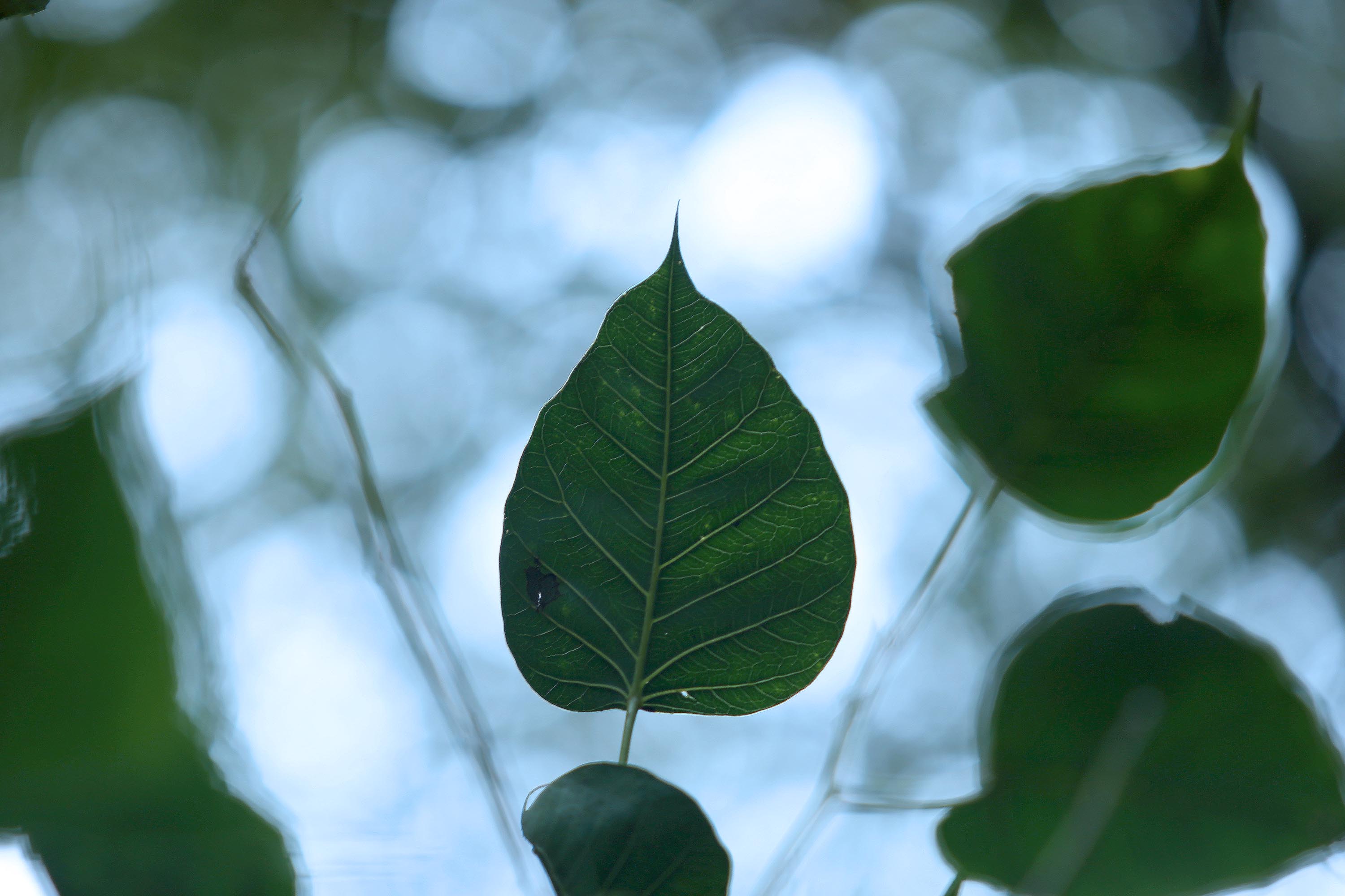 Hojas de árbol Bodhi